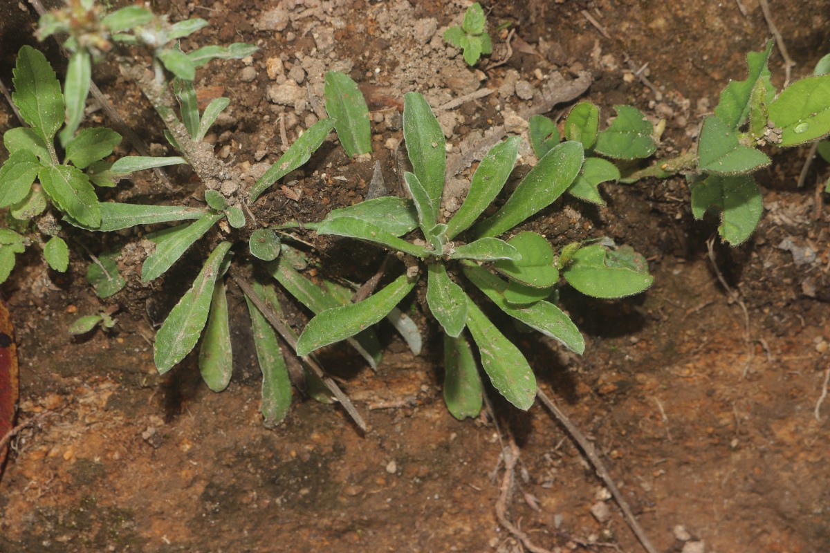 Gamochaeta pensylvanica (Willd.) Cabrera